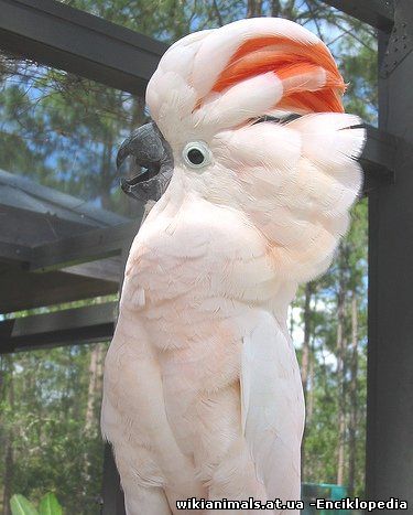 Cockatoo Peekaboo